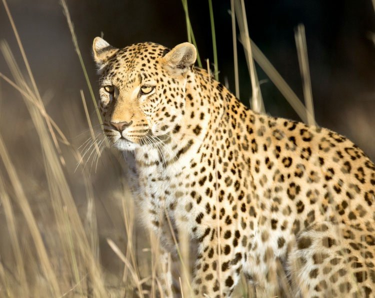 safari-tour-highlight-4